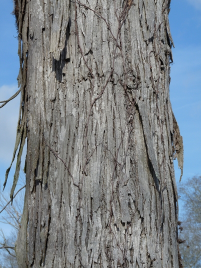 {Carya ovata}